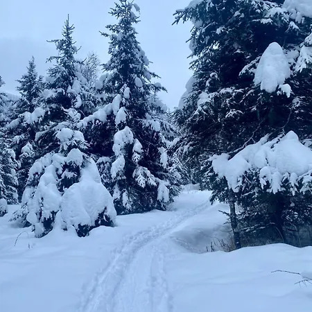 Daniela 14 * 라우리스